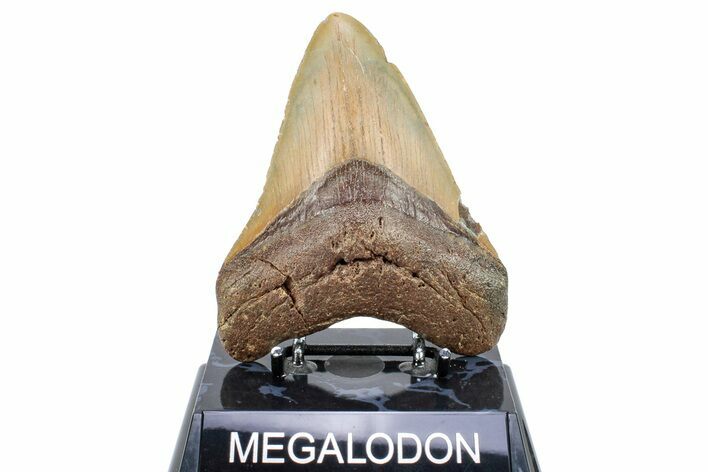 Fossil Megalodon Tooth - Repaired #251275